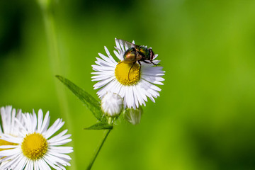 Flys 