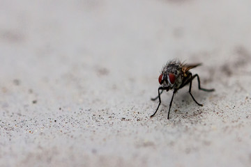 Flys 