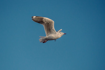 Seagull in the blue sky