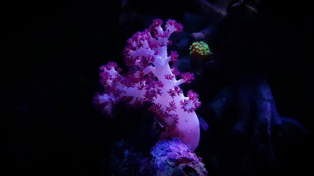Carnation Tree Coral
(Dendronephthya sp.)
