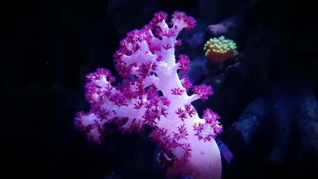 Carnation Tree Coral
(Dendronephthya sp.)
