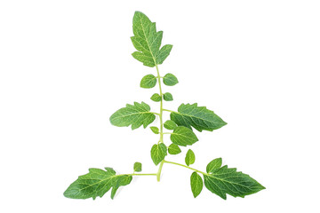 Fresh tomatoes, foliage, flowers