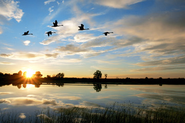 Scenic Sunset Waterfowl