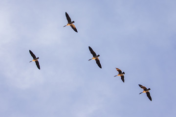Geese Fly Above