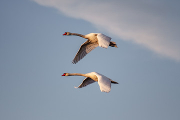 Mute Swans Flying 2