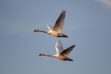 Mute Swans Flying 1