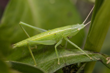 conehead katydid nymph