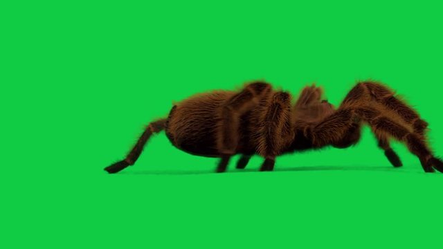 Tarantula On Green Screen