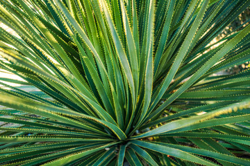 Green desert plant with long narrow leaves, close-up