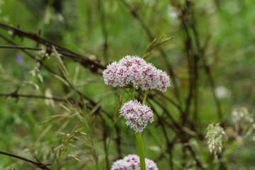 Flowers Growing in World War One Barbed Wire