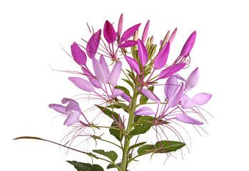 Flower head of a cleome isolated on white