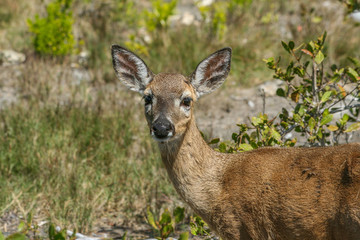 Endangered Keys Deer