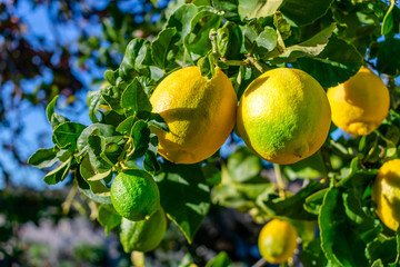 Yellow and green lemons growing on a tree