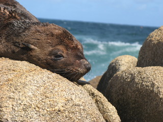 Naklejka premium A brown seal enjoying the sun on the rocks