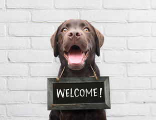 Happy dog with chalkboard with welcome text says hello welcome we’re open against white brick...