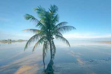 single alone coconut palm tree laying over the sea beach in far away island