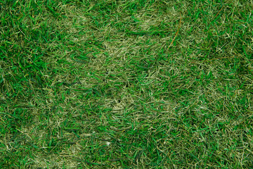 Green grass texture background