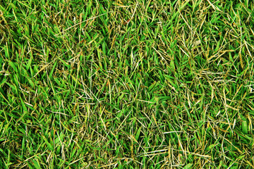 Green grass texture background
