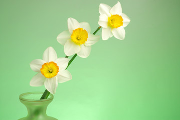 Three white daffodils on a green background