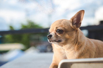 Chiwawa is sitting on table looking forward with blue sky background