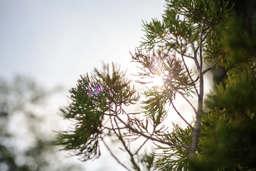 flare from sun shine through pine leaves in morning