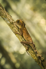 Summer lizard in the jungle and hang on the rod of tree