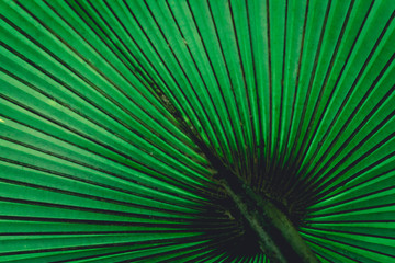 Fototapeta premium Pattern behind big palm leaf look like graphic design