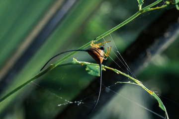 Orange curved spiny spider catch upside down on branch with some web