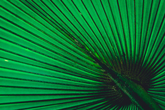 Pattern behind big palm leaf look like graphic design © TeeRaiden