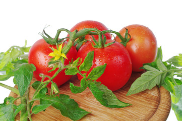 Tomatoes and cucumbers on the kitchen board. Close-up
