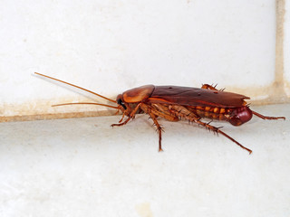 Macro Photo of Cockroach on The Floor