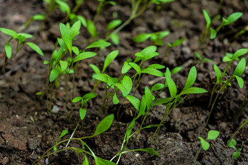Lots Of Young Seedling Parsley Plant,Close Up Shot.