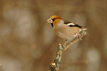 Hawfinch, Coccothraustes coccothraustes