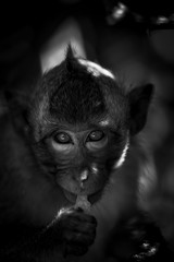 Lifestyle of monkeys in Chonburi,Thailand.