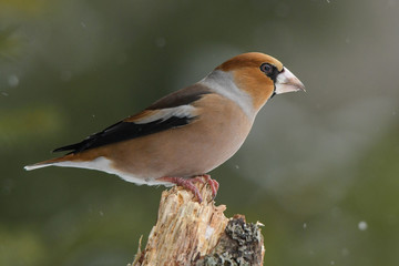 Hawfinch, Coccothraustes coccothraustes
