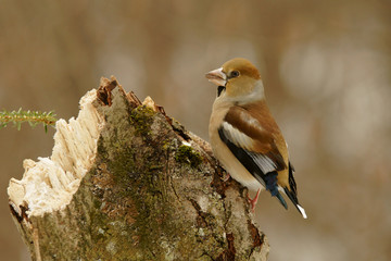 Hawfinch, Coccothraustes coccothraustes