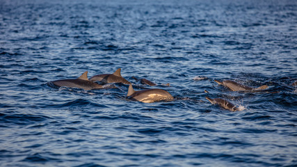 Obraz premium Herd of spinner dolphins traveling on water surface.
