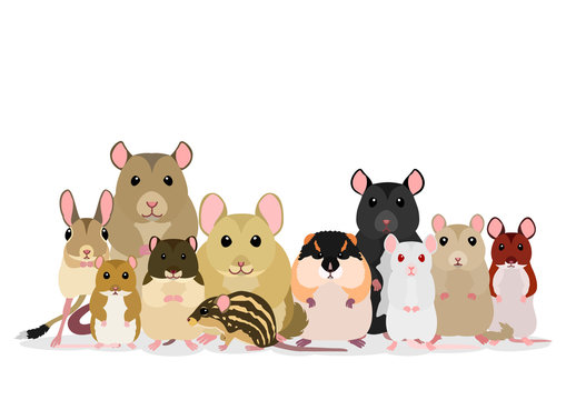 Group Of Mice