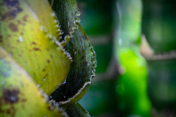 Huge shoots in a stand of giant bamboo.