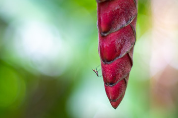 A delicate insect perches on a Heliconia flower.
