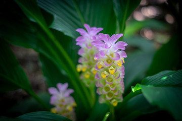 Soft pink and yellow flower head contrasts against deep green.
