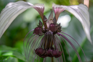 A flower takes on an alien-like appearance.