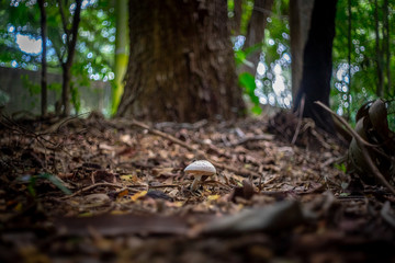 Naklejka na ściany i meble A lone mushroom sprouts above the fallen leaves of a huge tree.