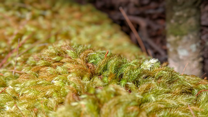 Moss covers a fallen log.