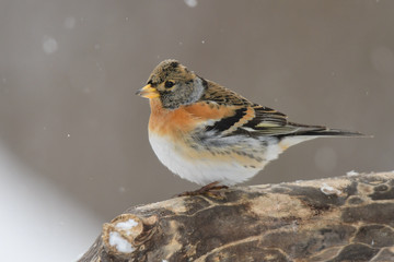 Brambling on a branch in winter scenery, Fringilla montifringilla