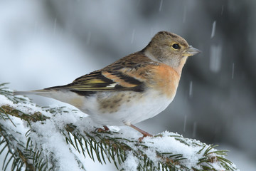 Brambling on a branch in winter scenery, Fringilla montifringilla