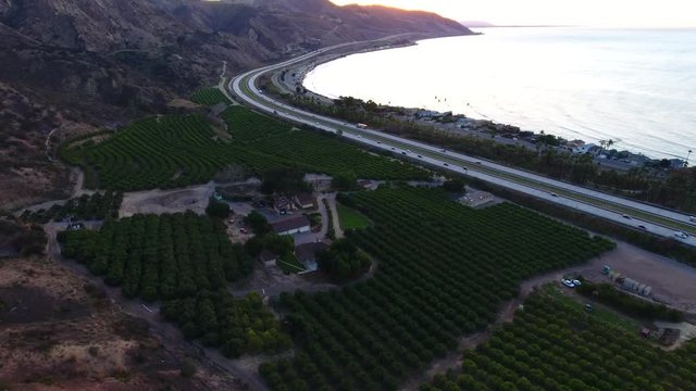 Aerial Coastal Citrus Orchard Farm. 