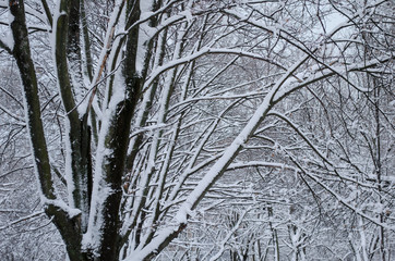 trees in the snow in winter