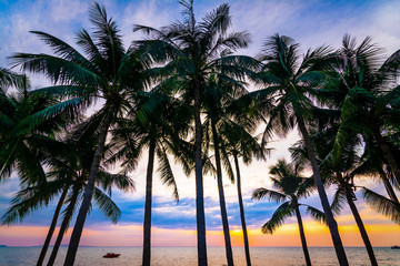 Fototapeta na wymiar Beautiful colorful silhouette coconut palm trees on beach at sunset.