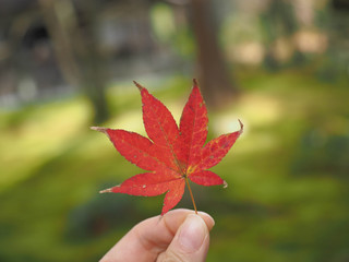 日本庭園の紅葉